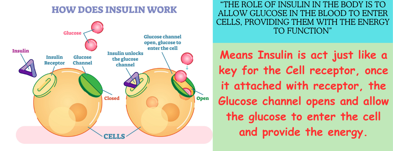 Diabetes Management | Best Glucometer Kit